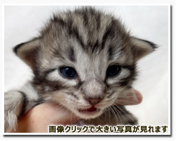 ノルウェージャンフォレストキャット