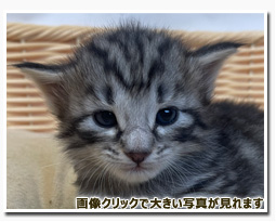 ノルウェージャンフォレストキャット