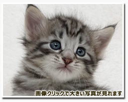 ノルウェージャンフォレストキャット