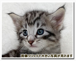 ノルウェージャンフォレストキャット