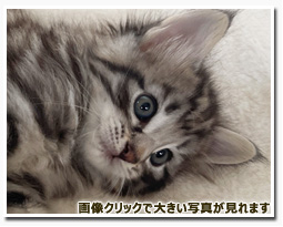 ノルウェージャンフォレストキャット