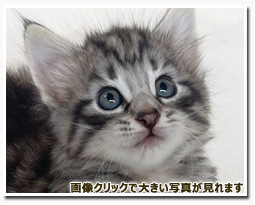 ノルウェージャンフォレストキャット