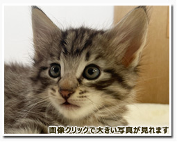 ノルウェージャンフォレストキャット