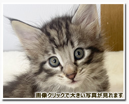 ノルウェージャンフォレストキャット