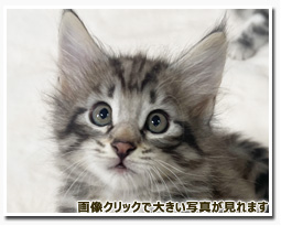 ノルウェージャンフォレストキャット