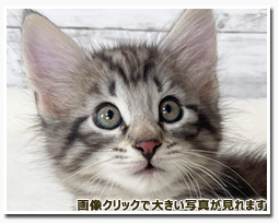 ノルウェージャンフォレストキャット