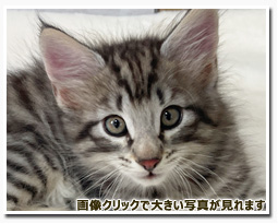 ノルウェージャンフォレストキャット