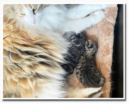 ノルウェージャンフォレストキャット