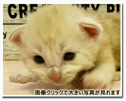 ノルウェージャンフォレストキャット