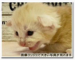 ノルウェージャンフォレストキャット