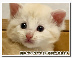 ノルウェージャンフォレストキャット