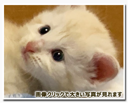 ノルウェージャンフォレストキャット