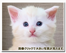 ノルウェージャンフォレストキャット