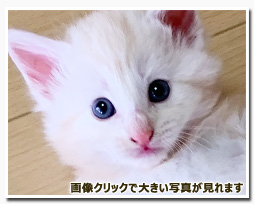 ノルウェージャンフォレストキャット