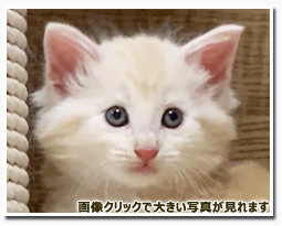 ノルウェージャンフォレストキャット