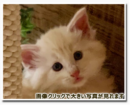 ノルウェージャンフォレストキャット