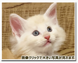 ノルウェージャンフォレストキャット