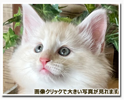 ノルウェージャンフォレストキャット