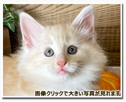 ノルウェージャンフォレストキャット