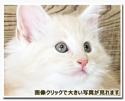 ノルウェージャンフォレストキャット