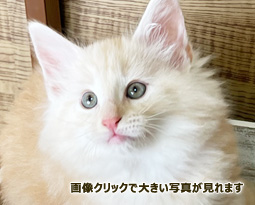 ノルウェージャンフォレストキャット