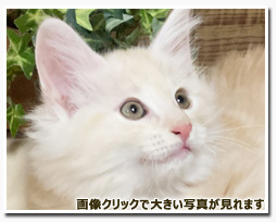 ノルウェージャンフォレストキャット