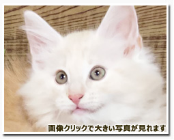 ノルウェージャンフォレストキャット