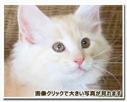 ノルウェージャンフォレストキャット