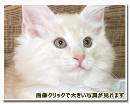 ノルウェージャンフォレストキャット