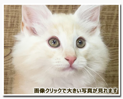 ノルウェージャンフォレストキャット