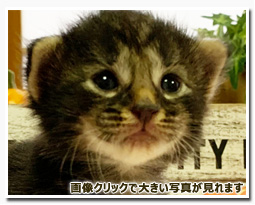 ノルウェージャンフォレストキャット