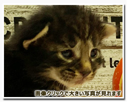 ノルウェージャンフォレストキャット