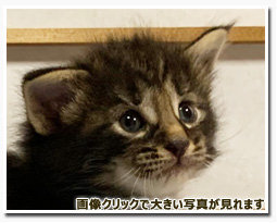 ノルウェージャンフォレストキャット