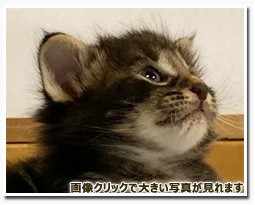 ノルウェージャンフォレストキャット