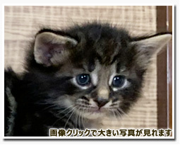 ノルウェージャンフォレストキャット