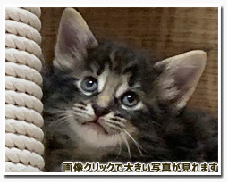 ノルウェージャンフォレストキャット