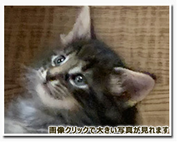 ノルウェージャンフォレストキャット