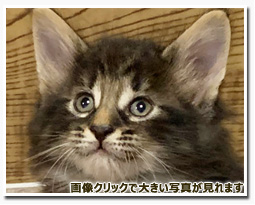 ノルウェージャンフォレストキャット