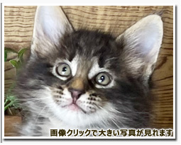 ノルウェージャンフォレストキャット