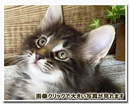 ノルウェージャンフォレストキャット