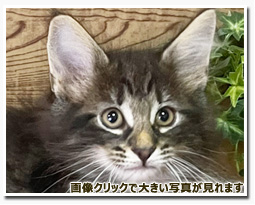 ノルウェージャンフォレストキャット