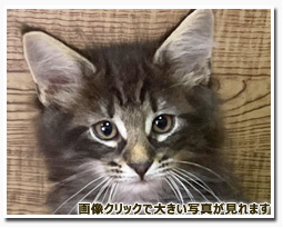 ノルウェージャンフォレストキャット