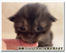 ノルウェージャンフォレストキャット