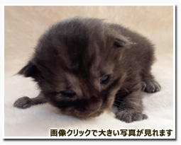 ノルウェージャンフォレストキャット