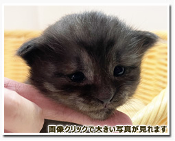 ノルウェージャンフォレストキャット