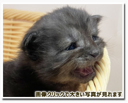 ノルウェージャンフォレストキャット