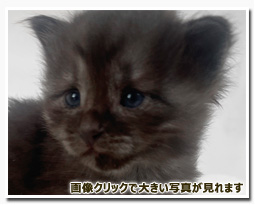 ノルウェージャンフォレストキャット