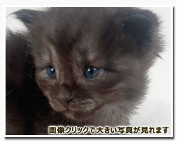 ノルウェージャンフォレストキャット