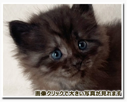 ノルウェージャンフォレストキャット