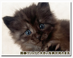 ノルウェージャンフォレストキャット